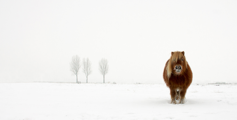 Illustration for article titled 25 espectaculares fotos de los Sony World Photography Awards